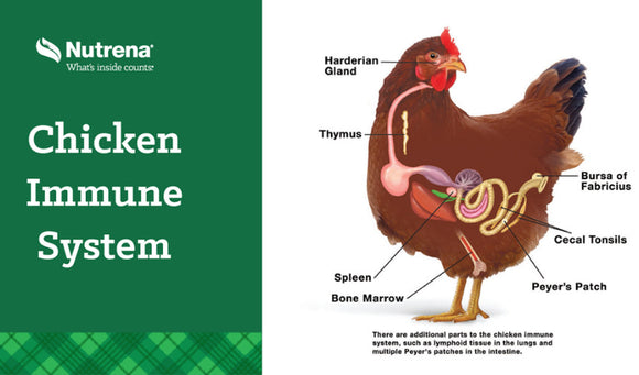 The Chicken Digestive System and Immune System: An Important Partnership