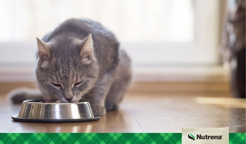 How to Meet Your Cat and Kitten’s Nutritional Needs