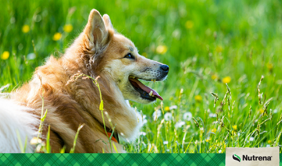 Spring Allergies in Pets