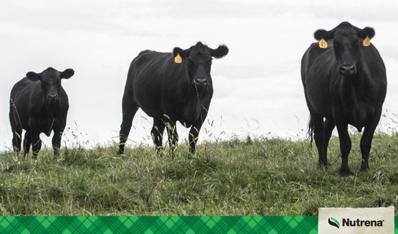 Grass Tetany in Cattle