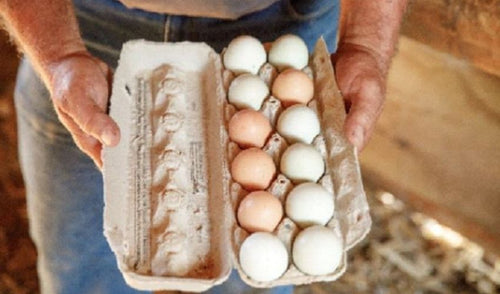 A Diversity of Eggs