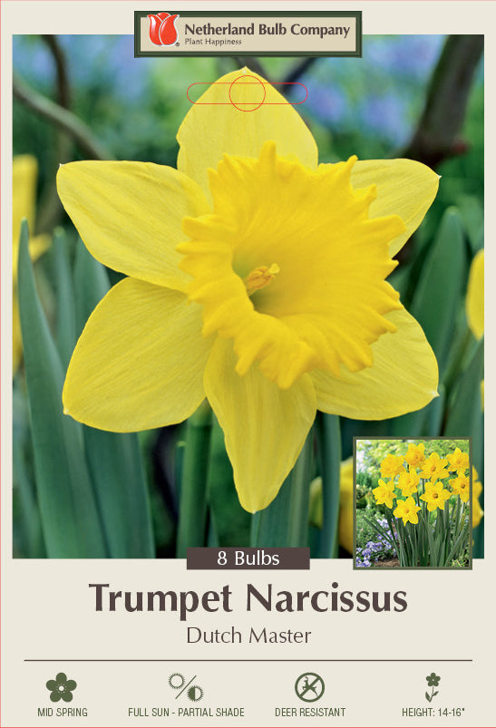 Netherland Bulb Company  Trumpet  Daffodil Narcissus 'Dutch Master' (20 Bulbs)