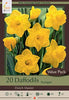 Netherland Bulb Company  Trumpet  Daffodil Narcissus 'Dutch Master' (20 Bulbs)