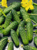 CUCUMBER CALYPSO HYBRID