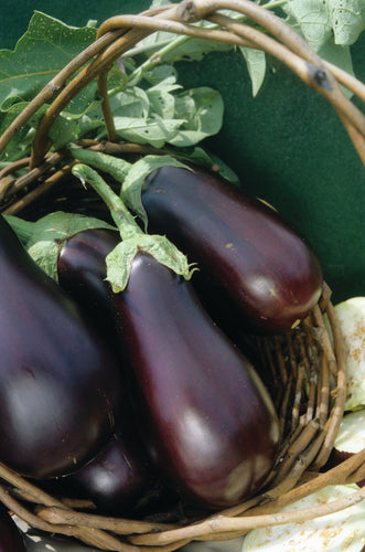 EGGPLANT BLACK BEAUTY