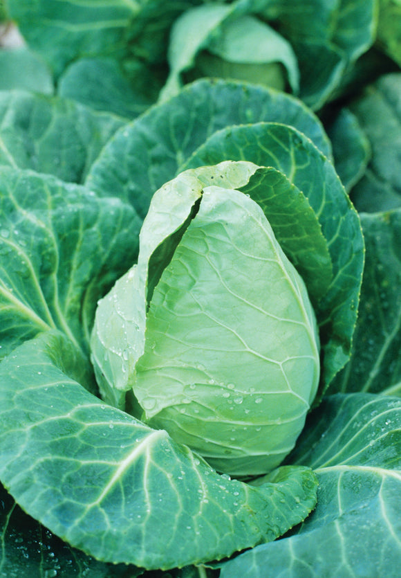 CABBAGE EARLY JERSEY WAKEFIELD