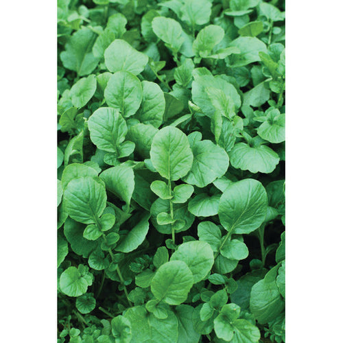 CRESS UPLAND (1 LB (EACH))