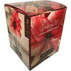 Daylily Nursery Minerva Amaryllis Bulb in an Elegant Box, With a Plastic Planting Pot, and a Professional Growing Medium