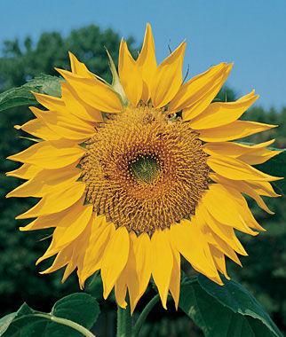 Burpee Seeds - Organic - Sunflower Seeds