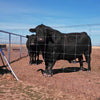 Deacero Fixed Knot Fencing Cattle Tuff
